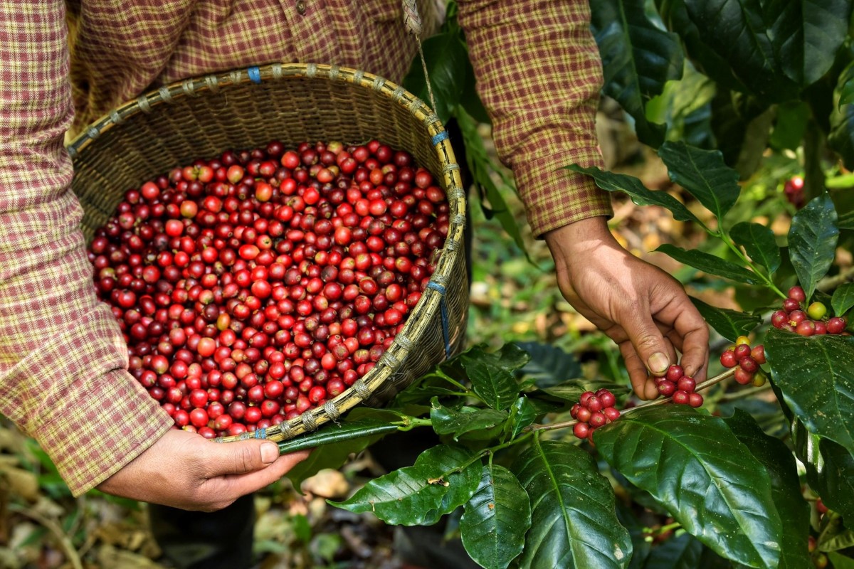 Harvesting Robusta coffee beans